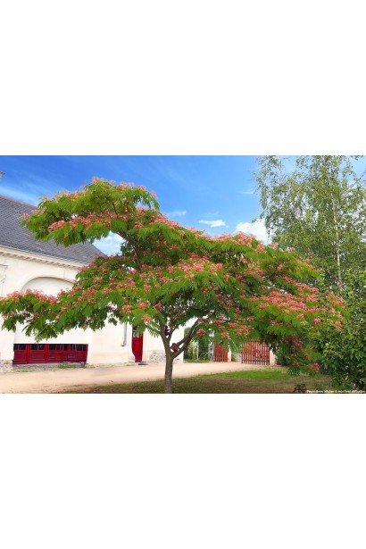 Акація ленкоранська 